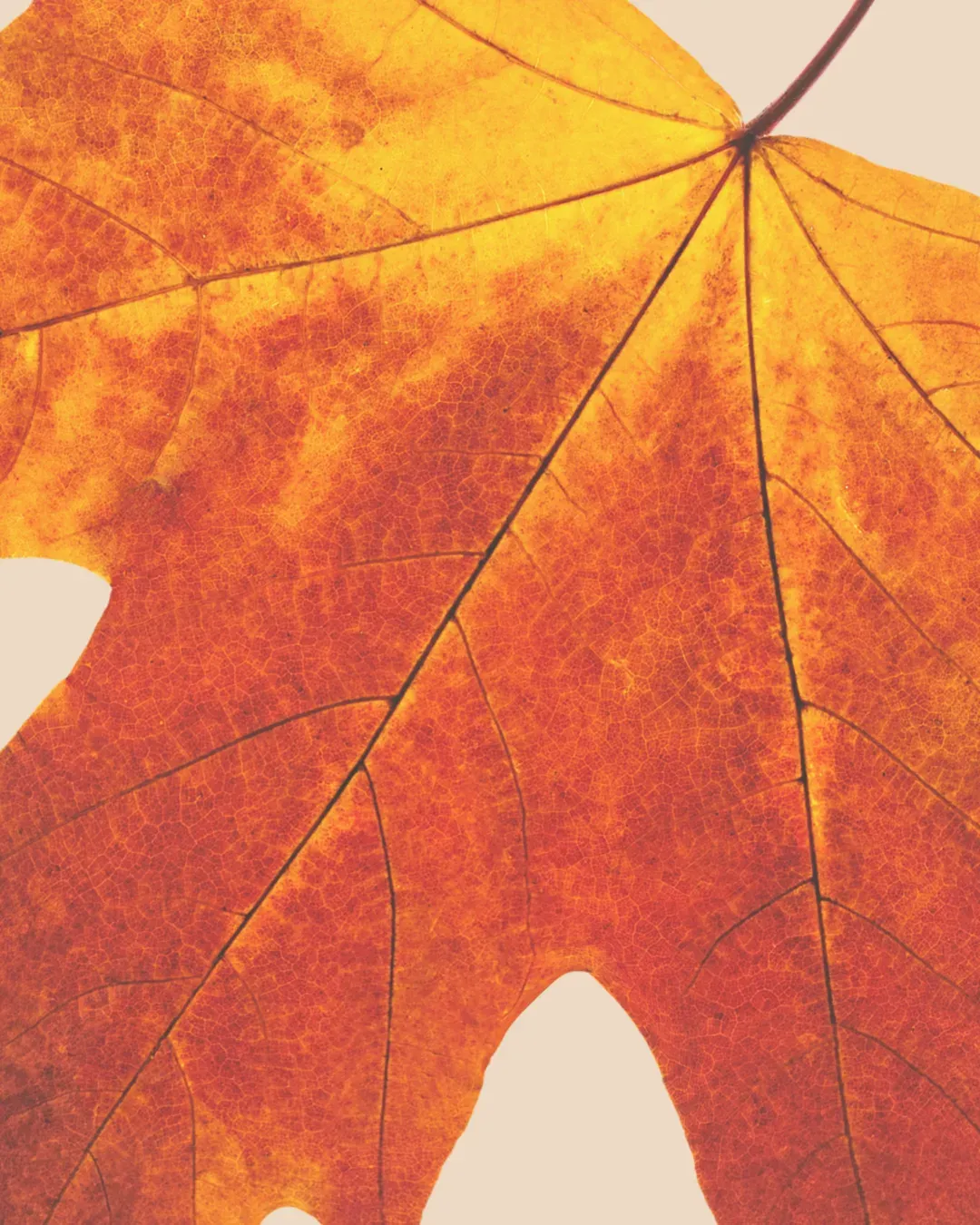 L'Automne dans les assiettes 
